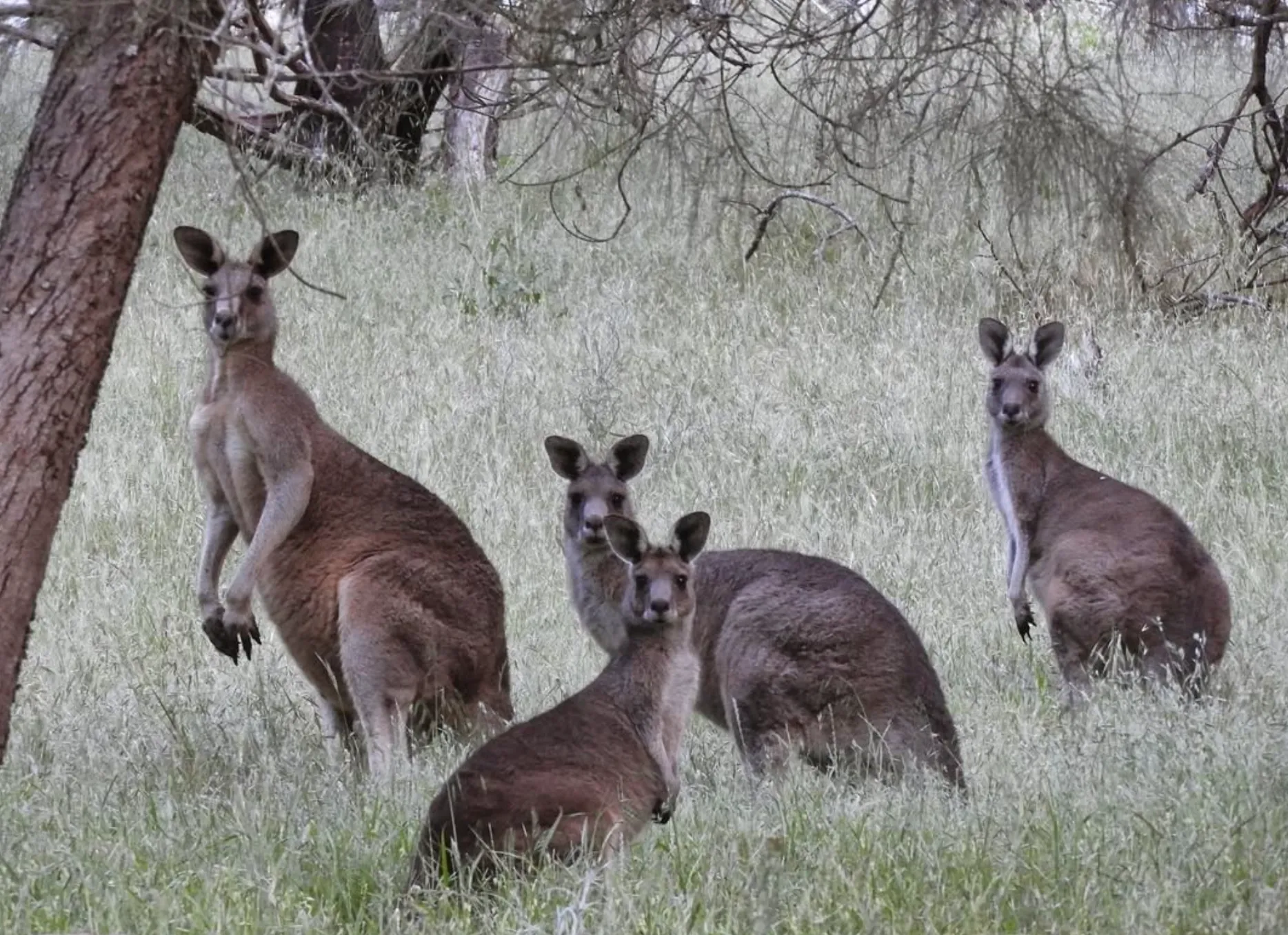 Wildlife and Flora Mount Rouse