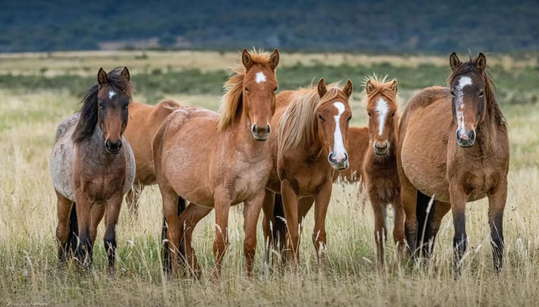 Wildlife and Nature