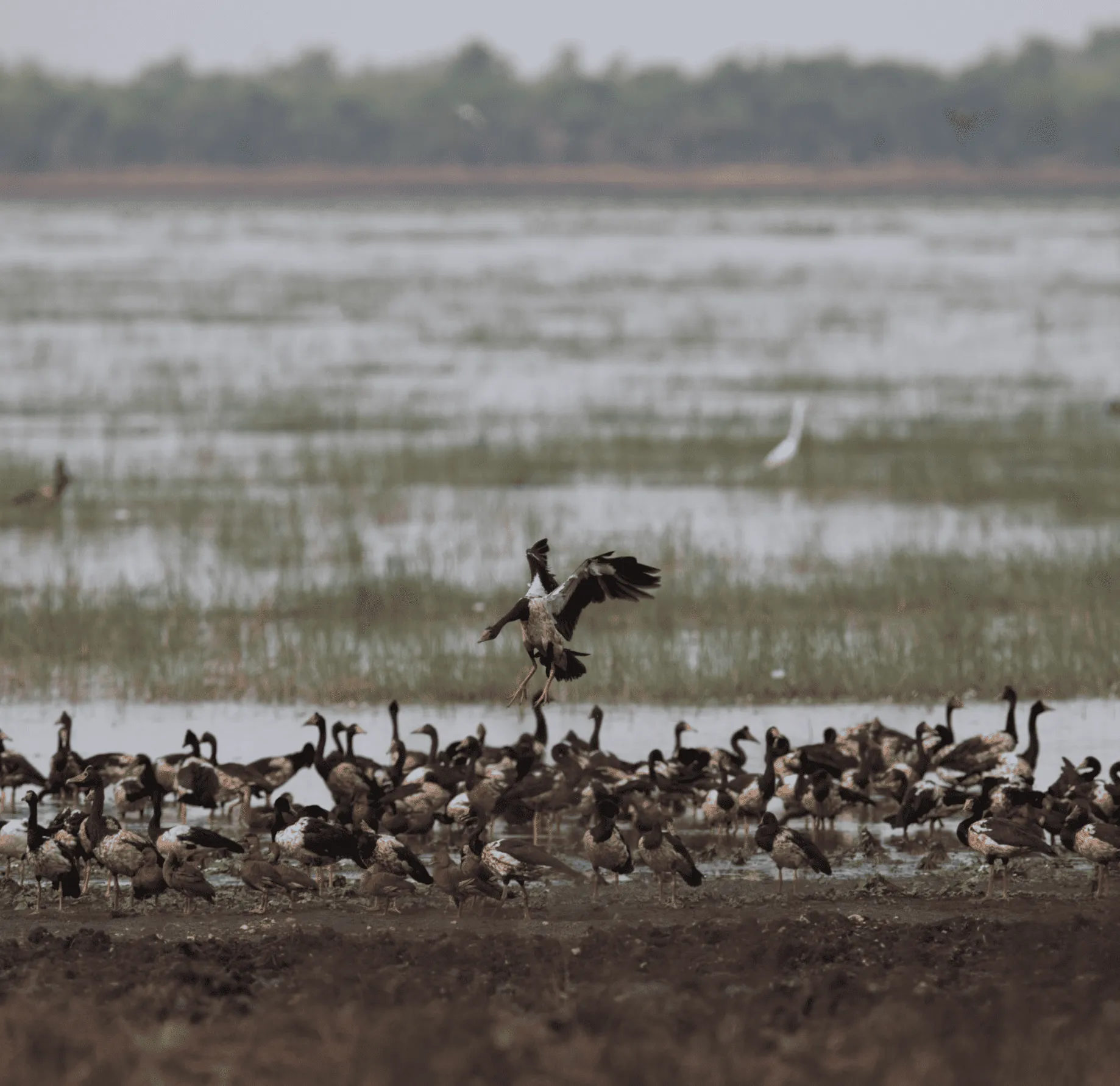 Wildlife of Kakadu Wetlands