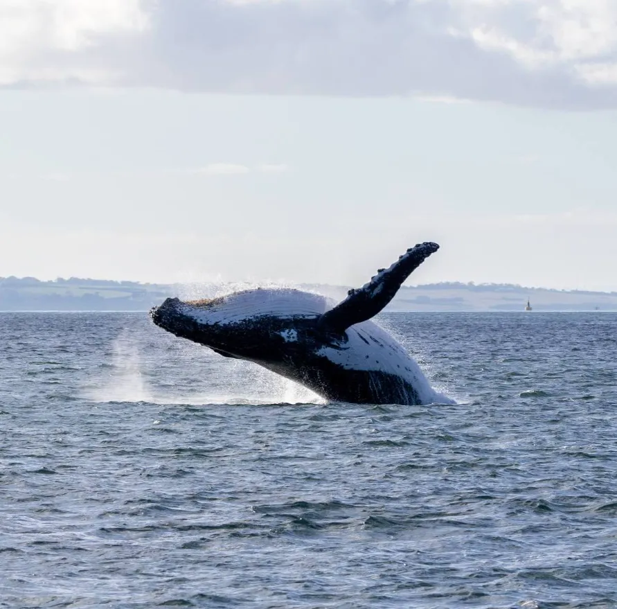 Winter Whale Cruise