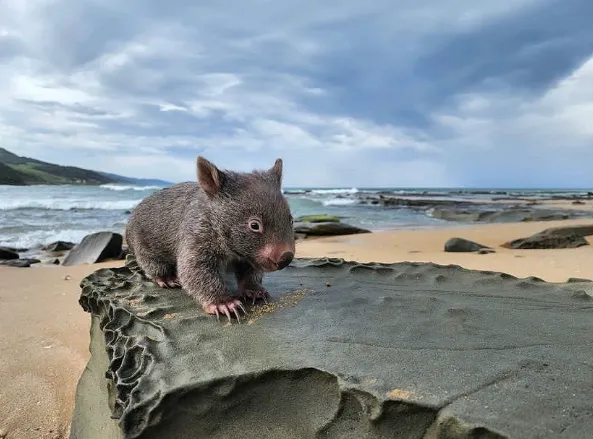 Witness the stunning beauty of Warrnambool Beach
