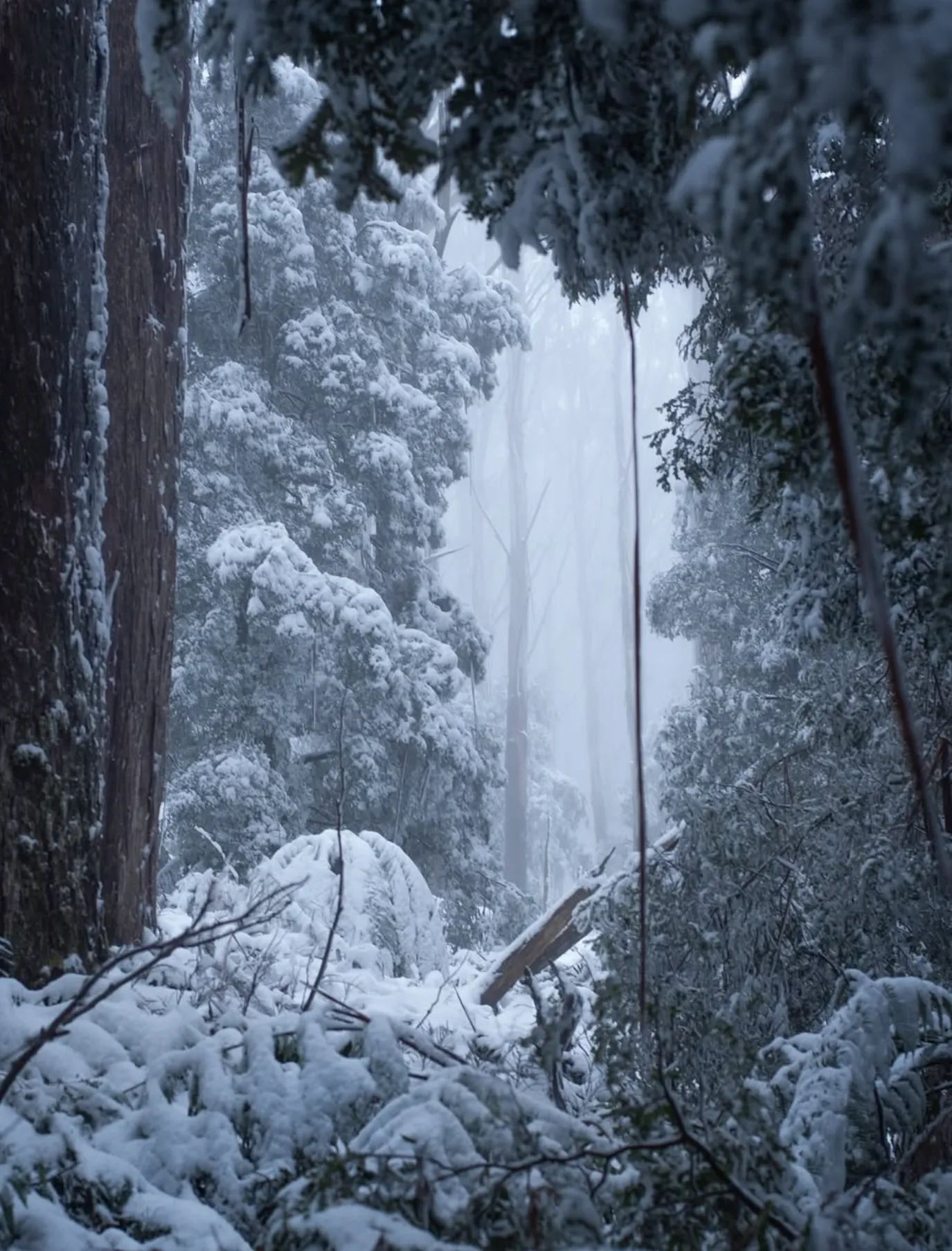Yarra Ranges National Park