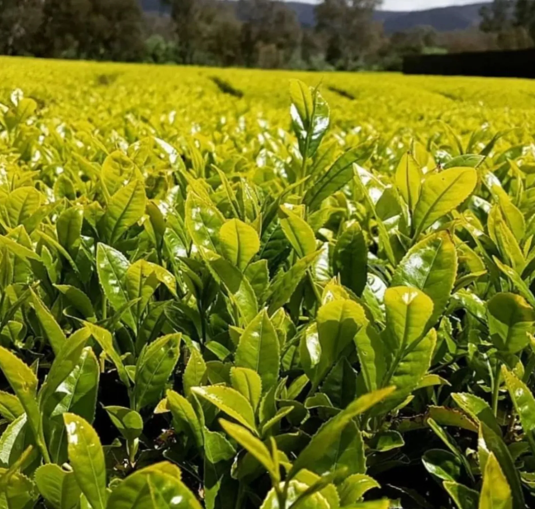 Yarra Tea Co