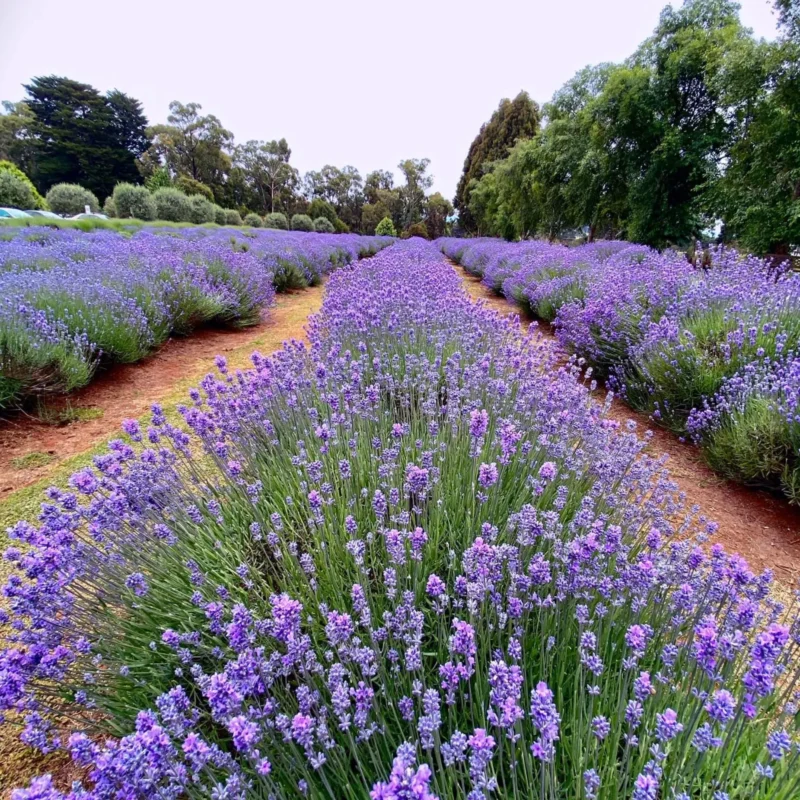 Yarra Valley Lavender Farm