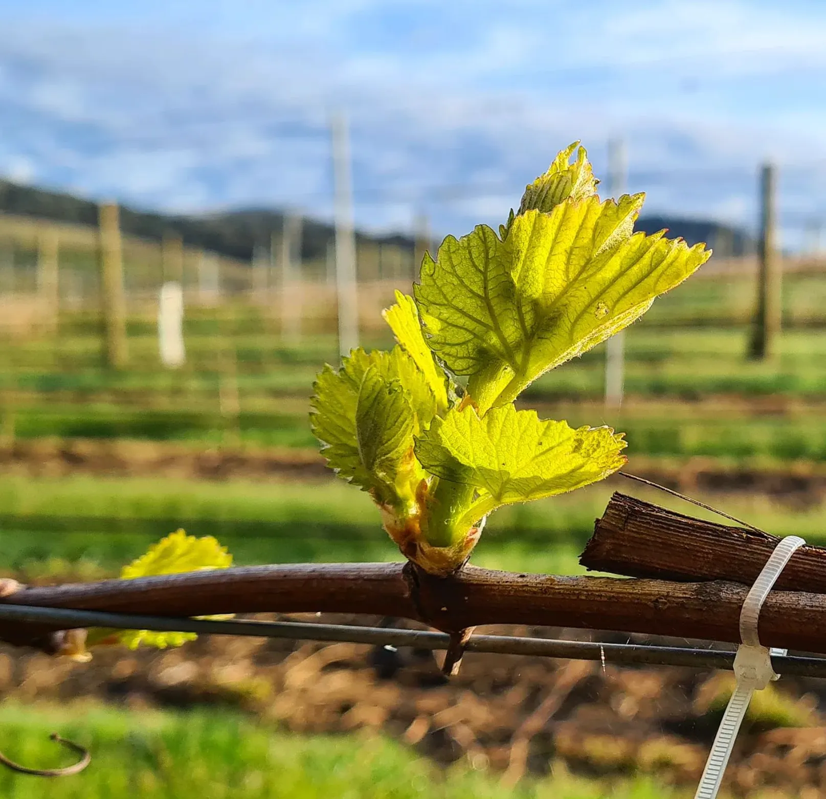 Yarra Valley Pinnacle Lane