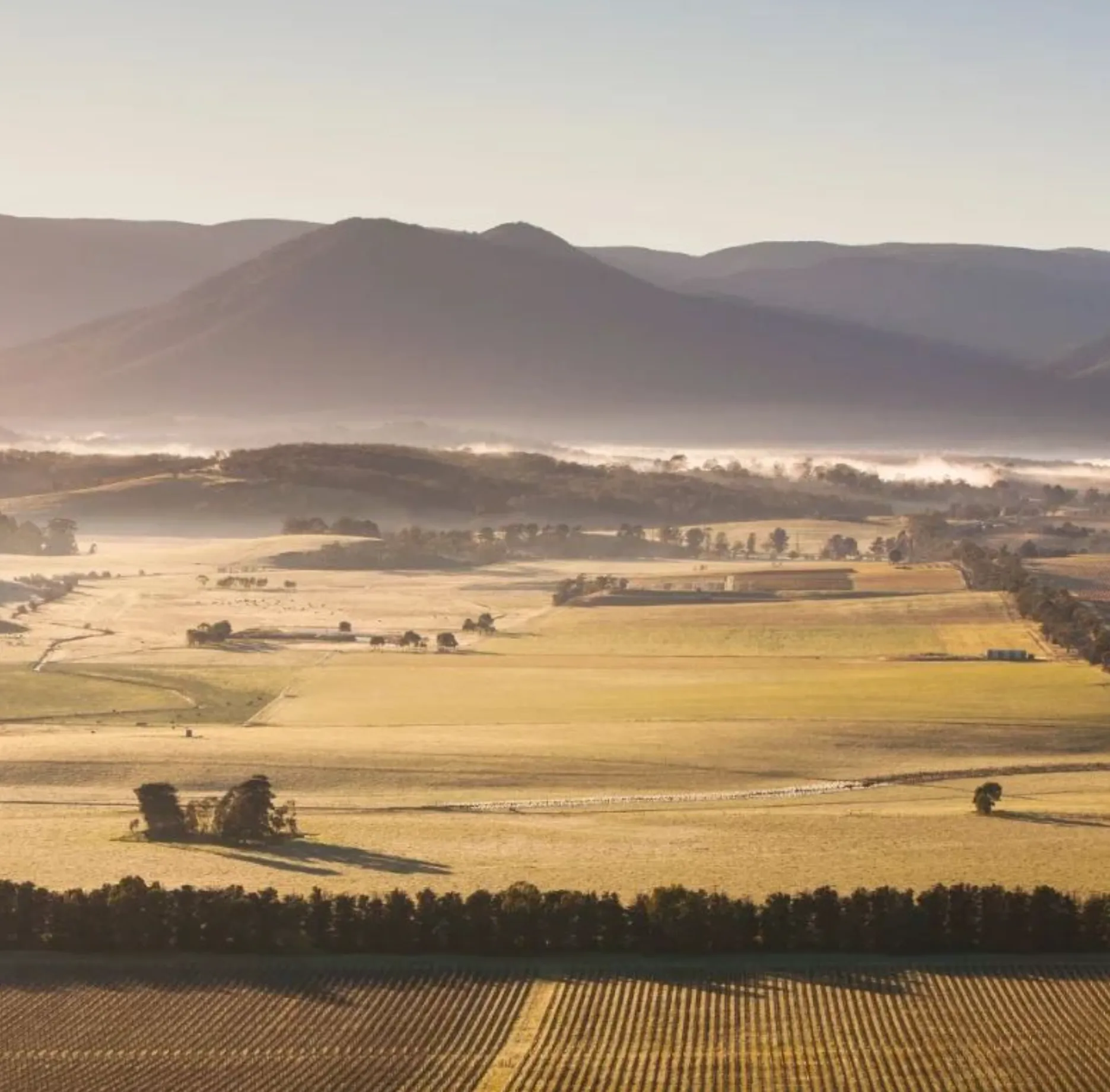Yarra Valley Tea Co’s