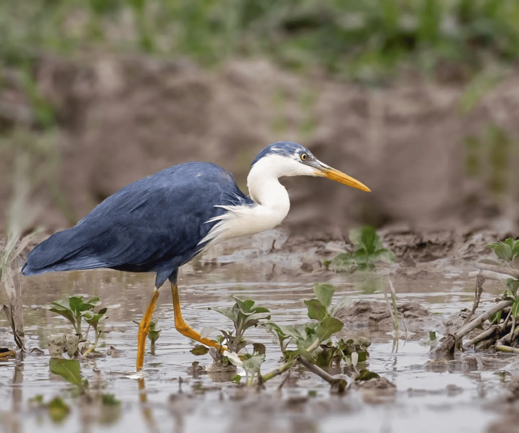 Yellow Water Billabong bird