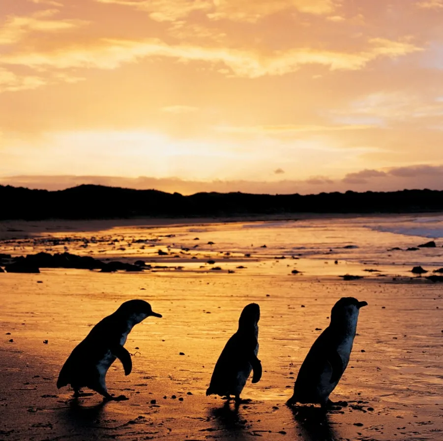 You can engage in penguin spotting at Phillip Island