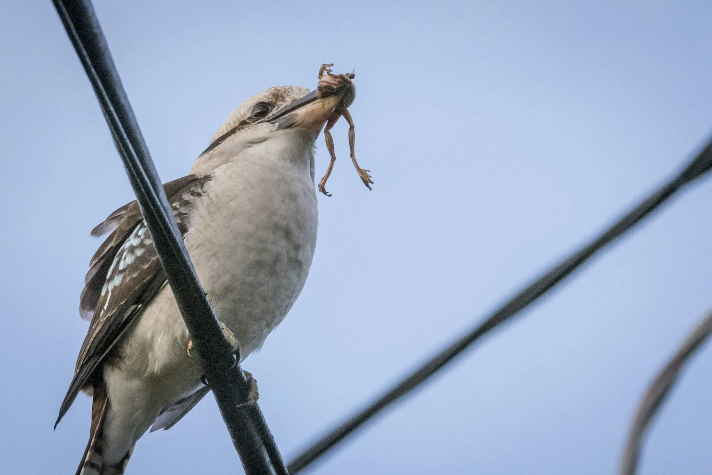 You can observe the birds in Kennett River