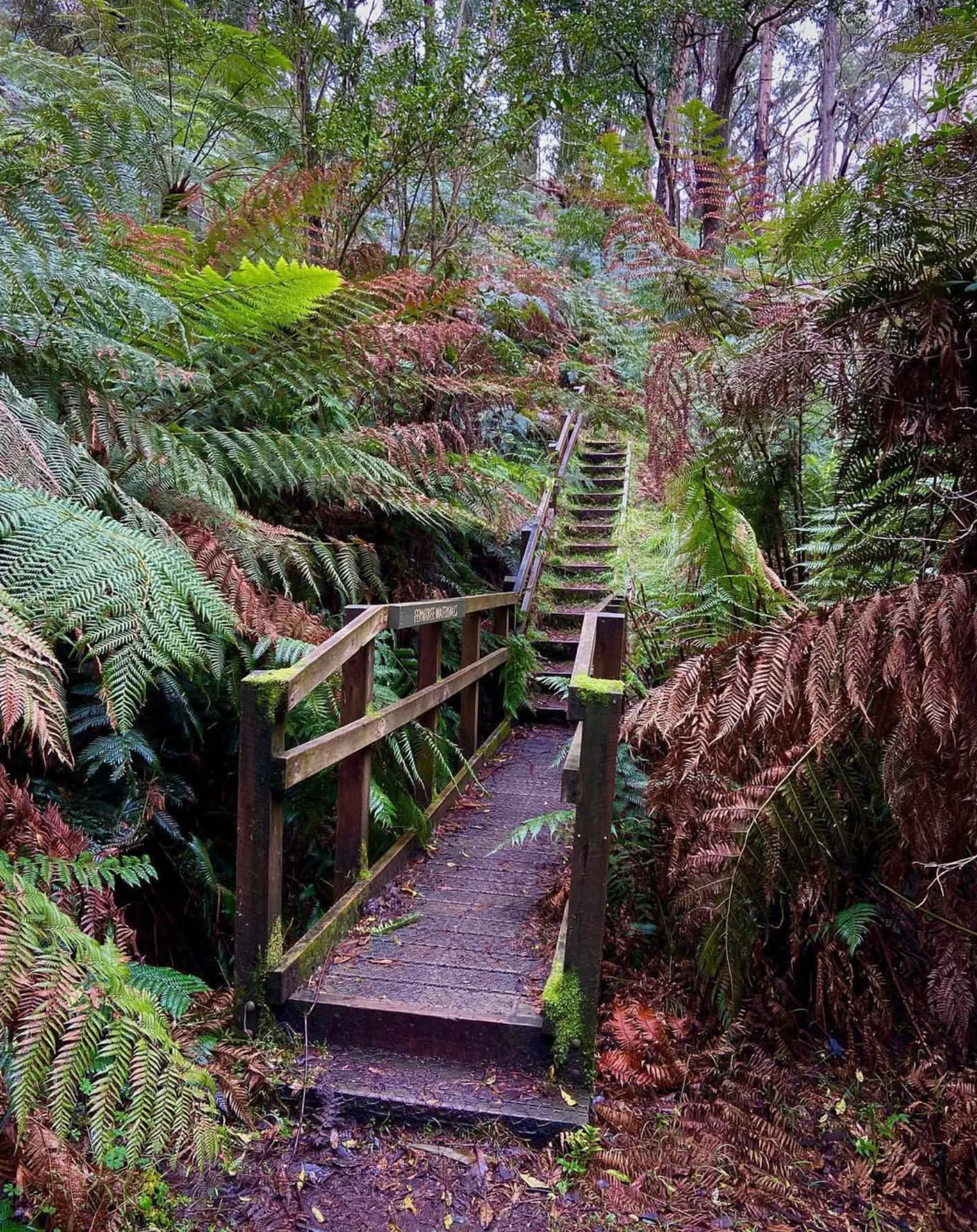 adventurous Ferntree Falls