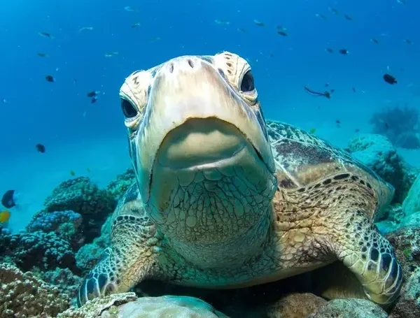airlie beach & reef cruise tour
