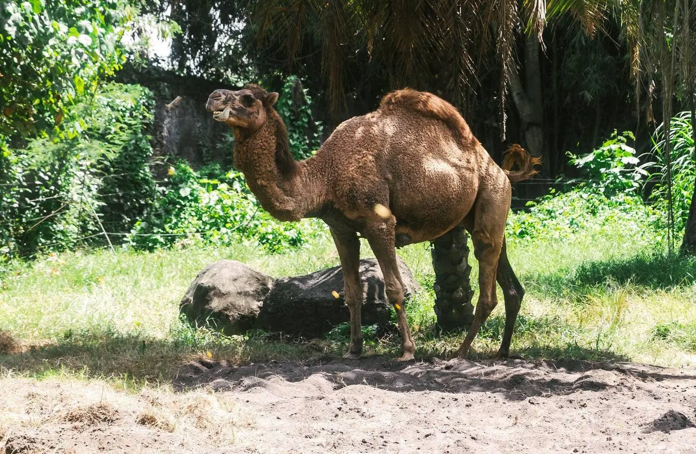 alice springs camel
