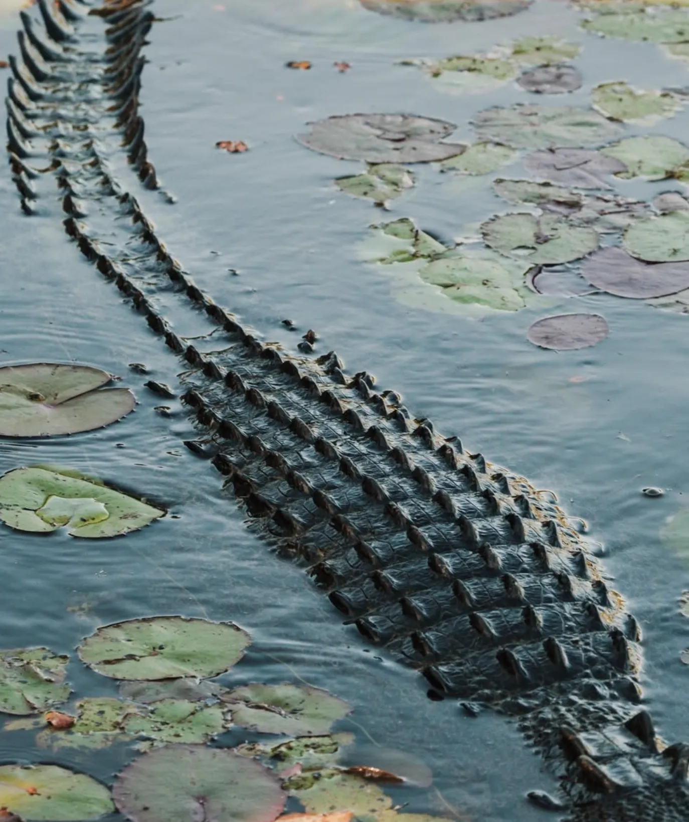 More Crocs