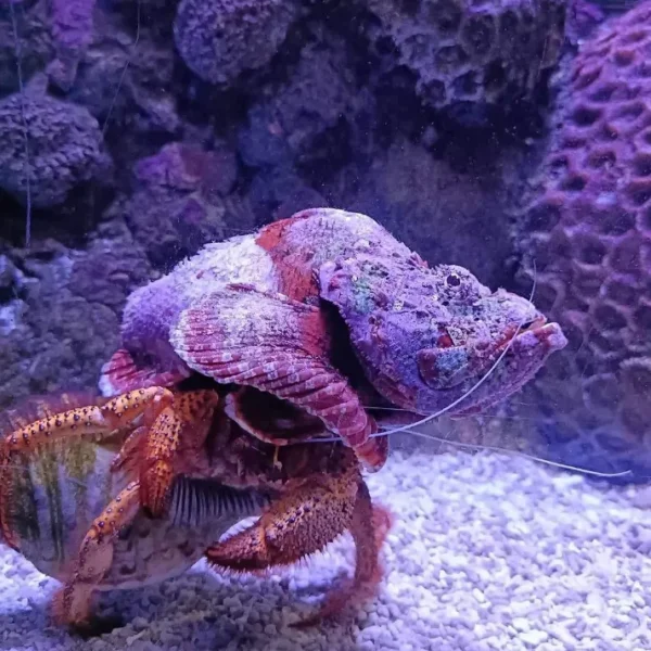 best things to do in cairns