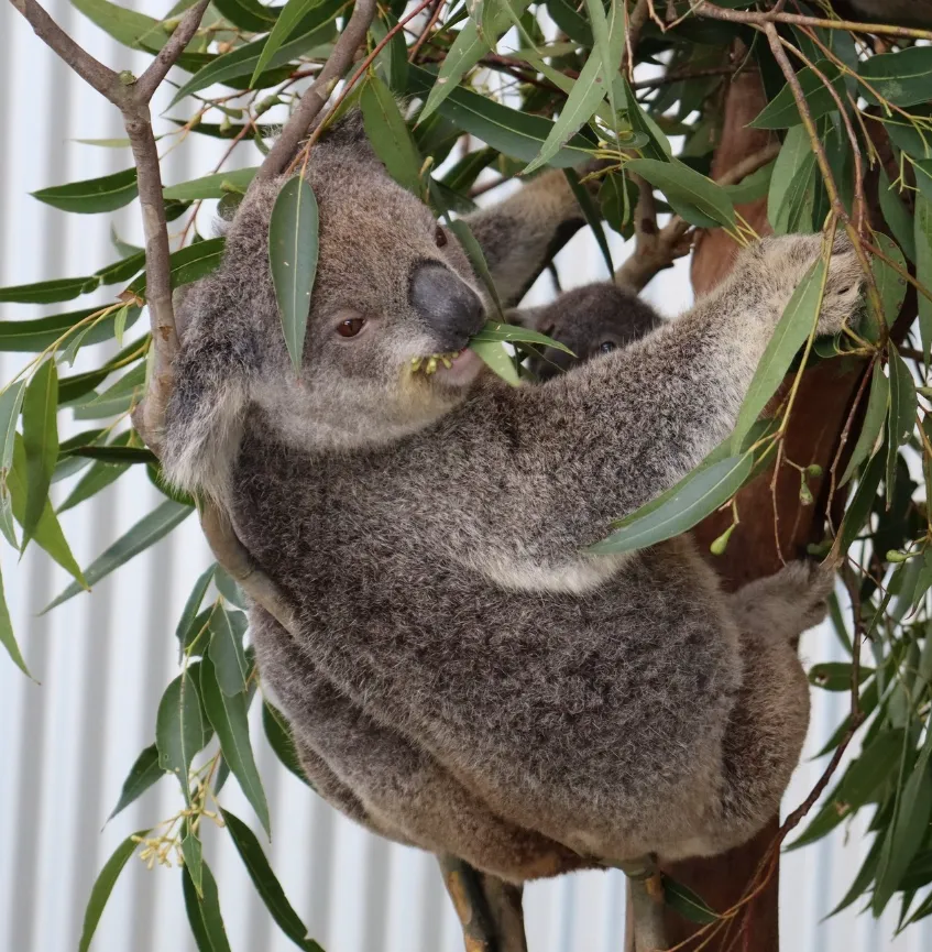 best things to do in port stephens