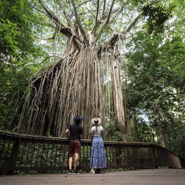 bus tours sydney to cairns
