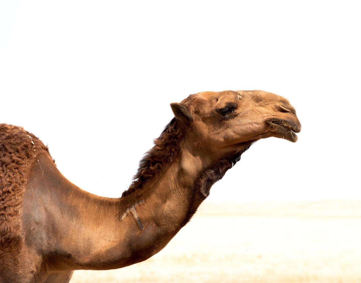 camel next to Uluru