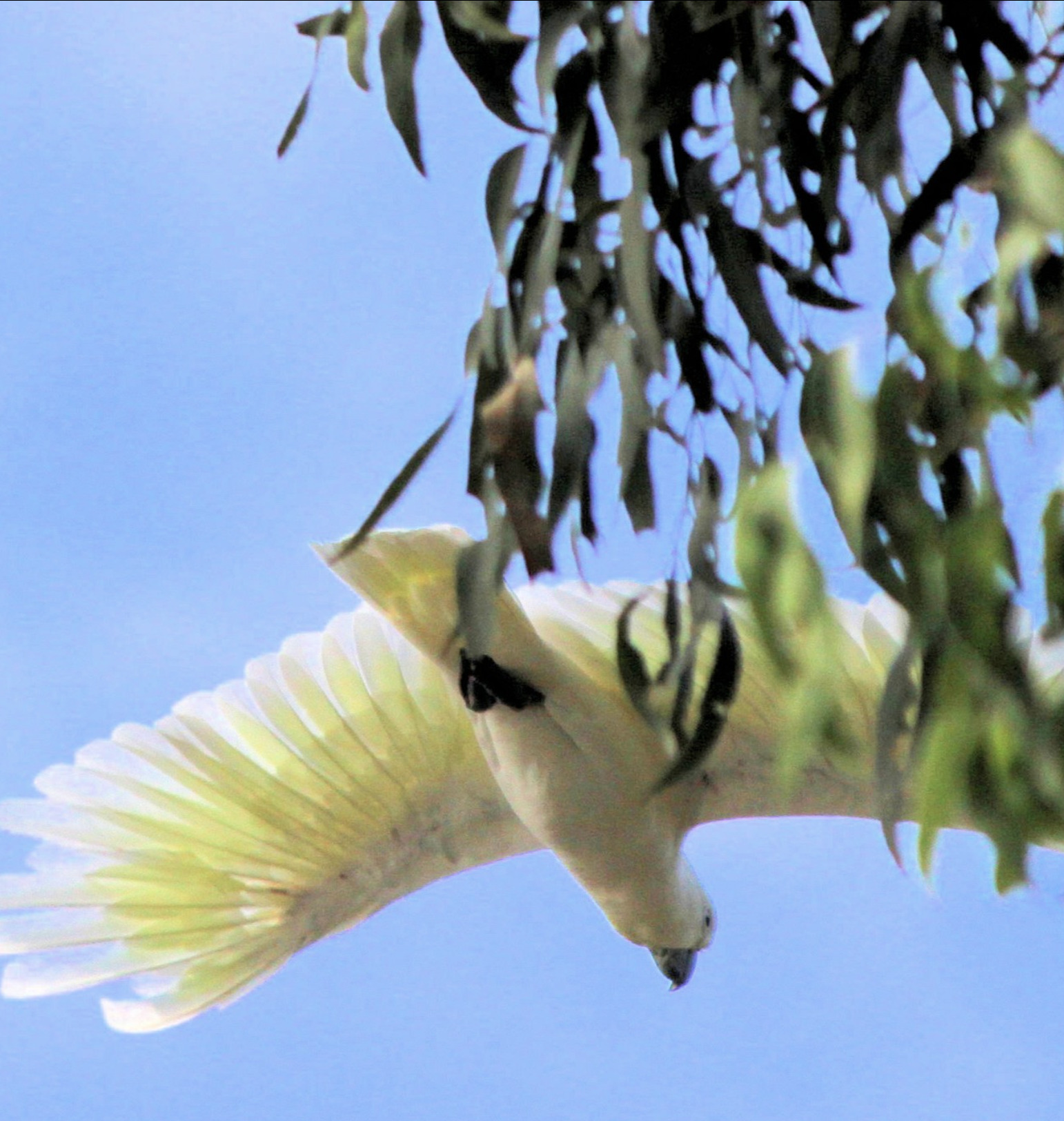 cockatoos tours