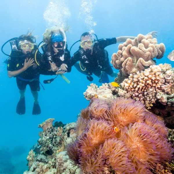 daintree & reef small group tour