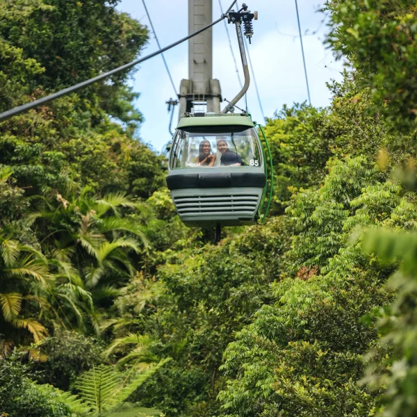 daintree wildlife river cruise tour