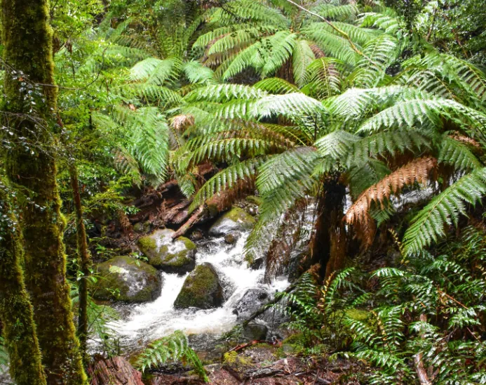 dandenong ranges things to do