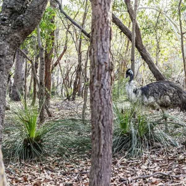east coast australia road trip sydney to cairns