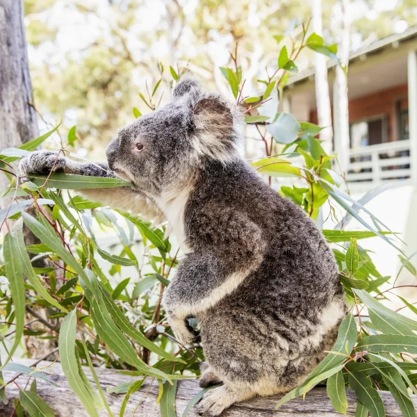east coast australia tour packages