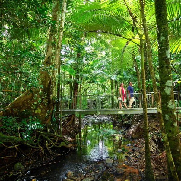 eco rainforest tour 3 days queensland