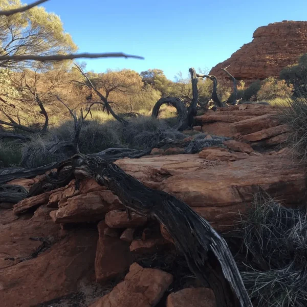 3 Day Kings Canyon Tour