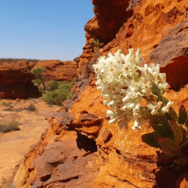 3 Day Kings Canyon Trip