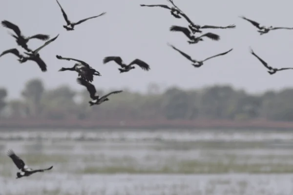 A guide to the Kakadu wetlands