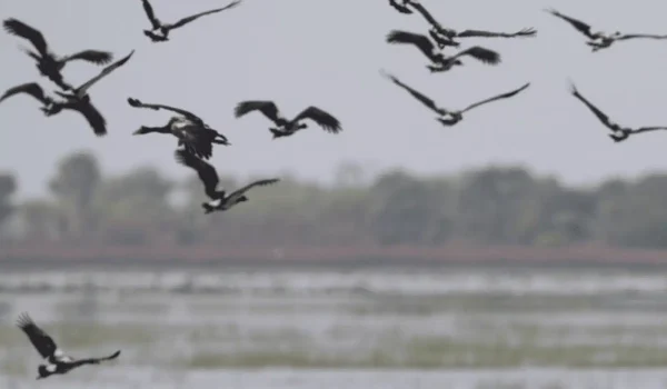 A guide to the Kakadu wetlands