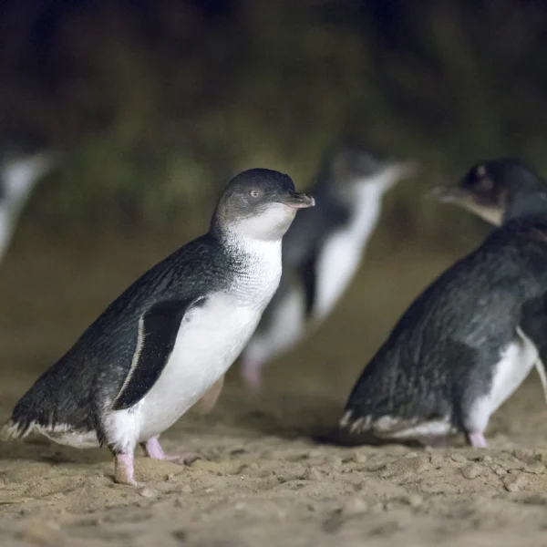 phillip island tours