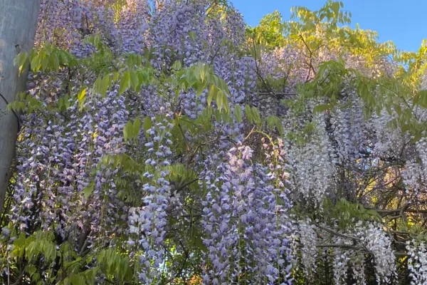 Alowyn Gardens and Nursery