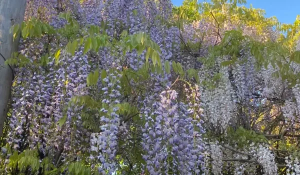 Alowyn Gardens and Nursery