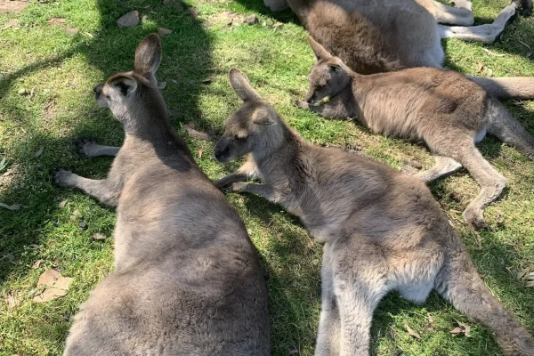 Aussie Kangaroos