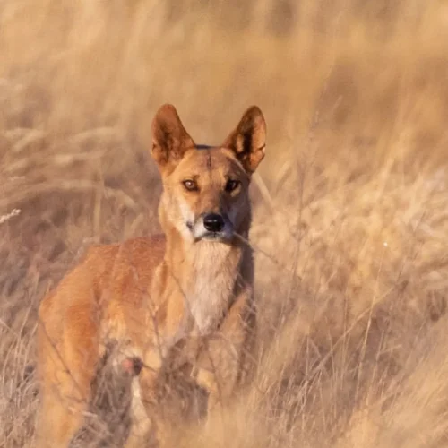 Australian Geographic