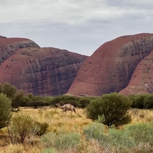 Australian continent
