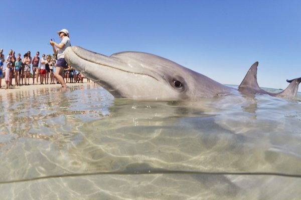 Monkey Mia Dolphins