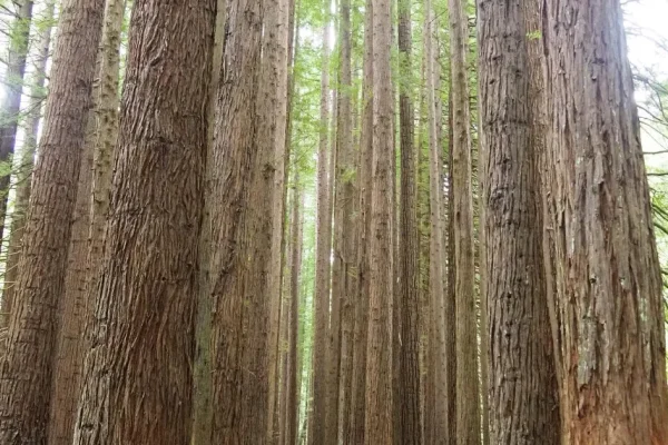 Beech Forest