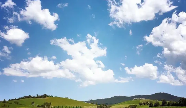 Best Cafes Wineries and Pubs for Mutts