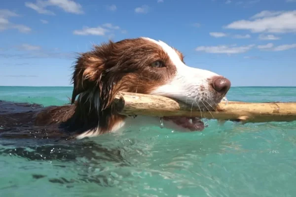 Best Phillip Island Dog-Friendly Beaches