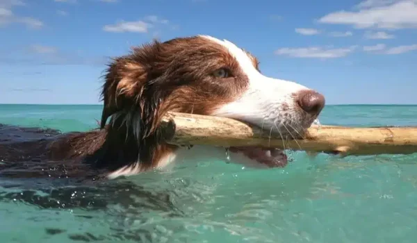 Best Phillip Island Dog-Friendly Beaches