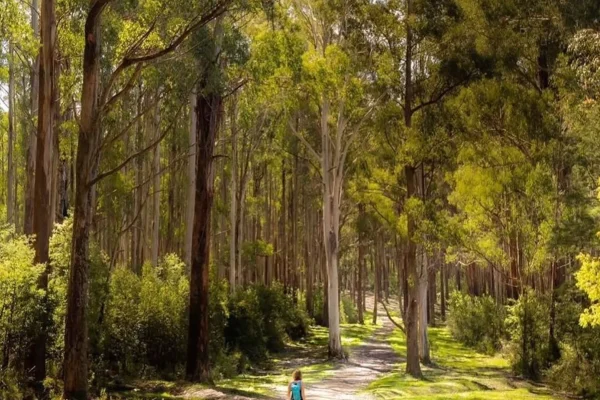 Black Range State Park, Grampians