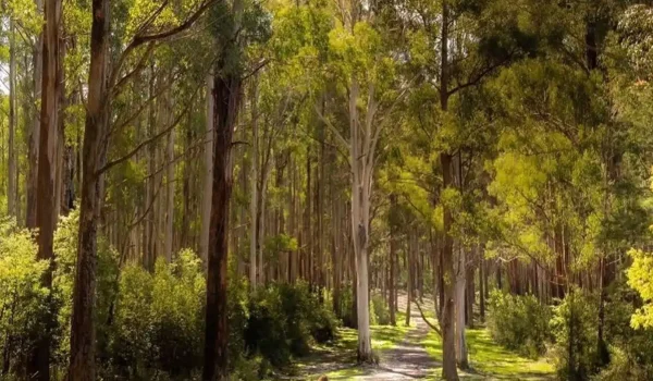 Black Range State Park, Grampians