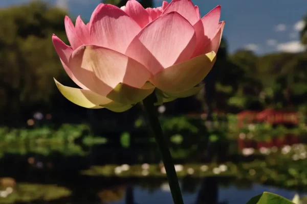 Blue Lotus Water Garden