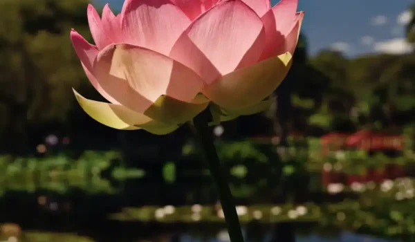 Blue Lotus Water Garden