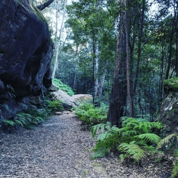 sydney great escapes blue mountains day tours sydney