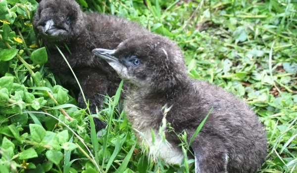 australia penguins