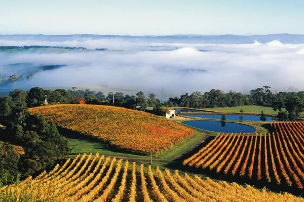 Coldstream Hills